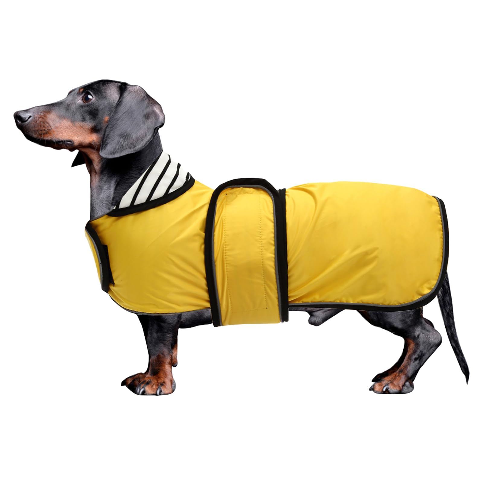 Dachshund Rain Coat Reflective - Yellow M-image-c463472e-9b64-491b-9801-384ab823830c-122589