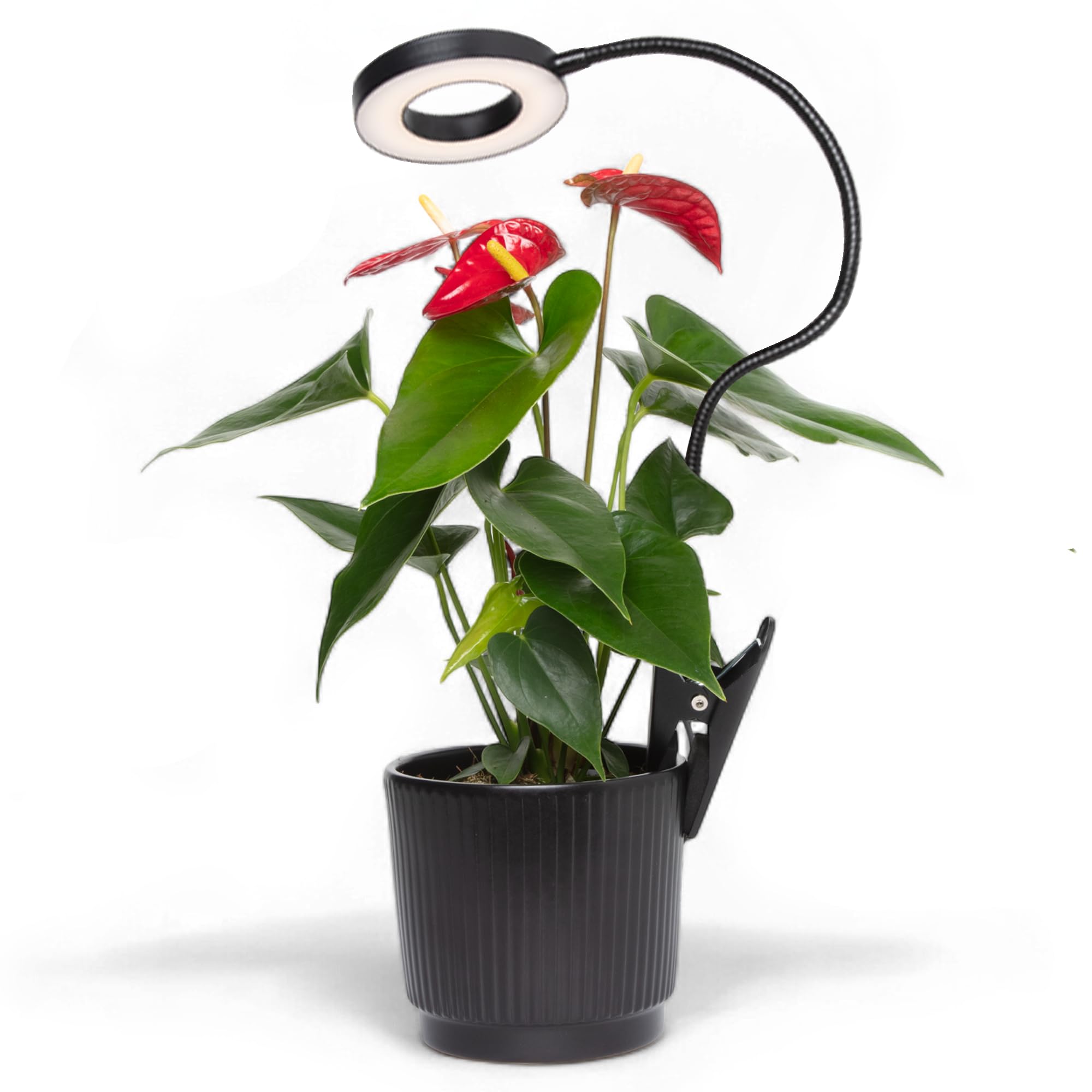 Full Spectrum LED Grow Light with Timer & Gooseneck for Houseplants & Seedlings-image-30bf4900-5750-424a-942b-a7ec2a7087da-66587