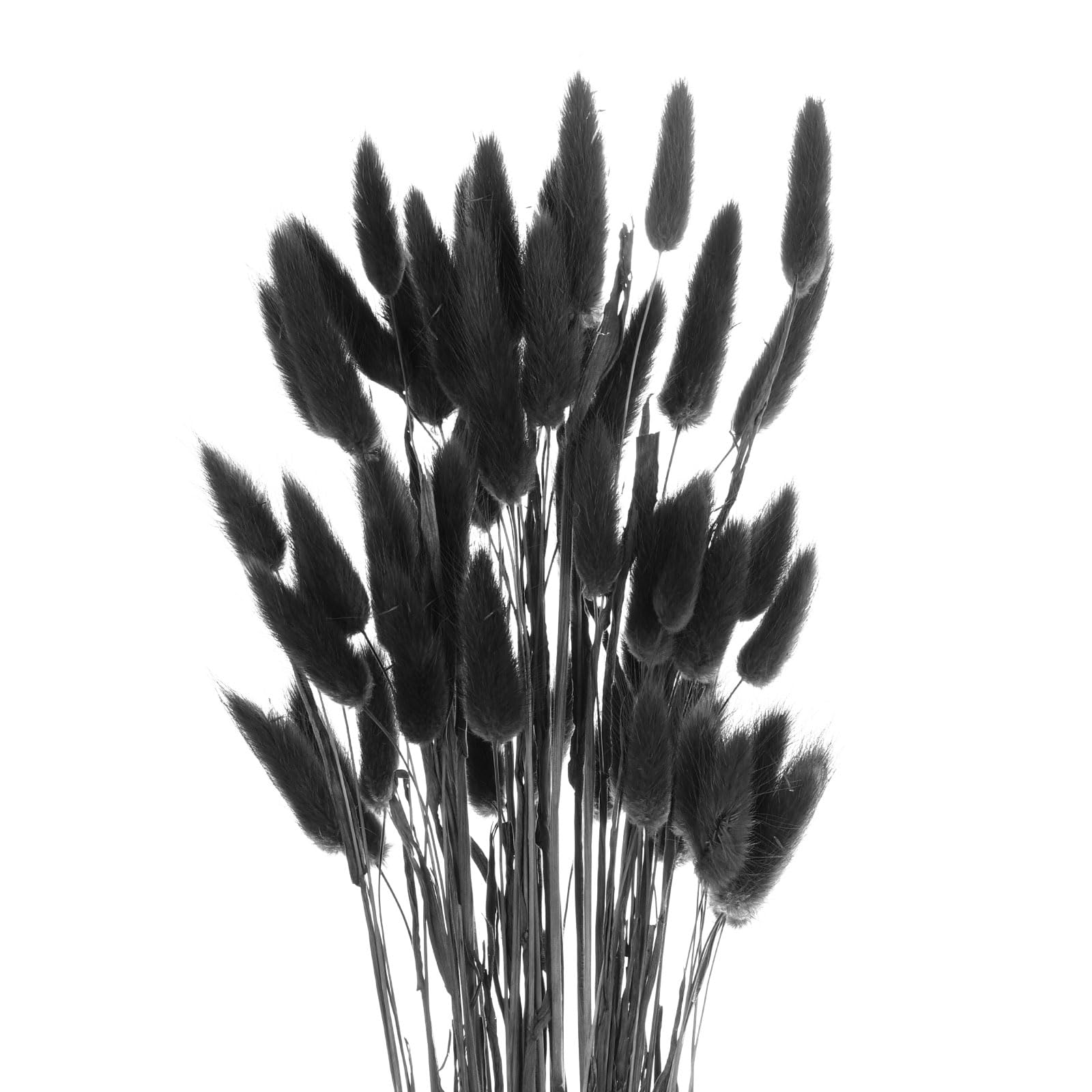 Bunny Tails Dried Flowers - 60pcs Black 24"-image-3496ca15-0952-4d52-9153-fb8271d40c08-86123