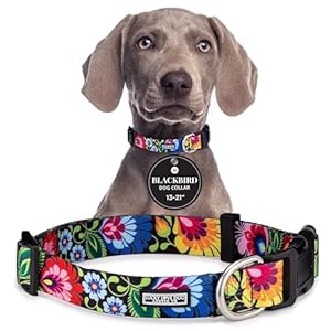 Adjustable Dog Collar - Blackbird Medium