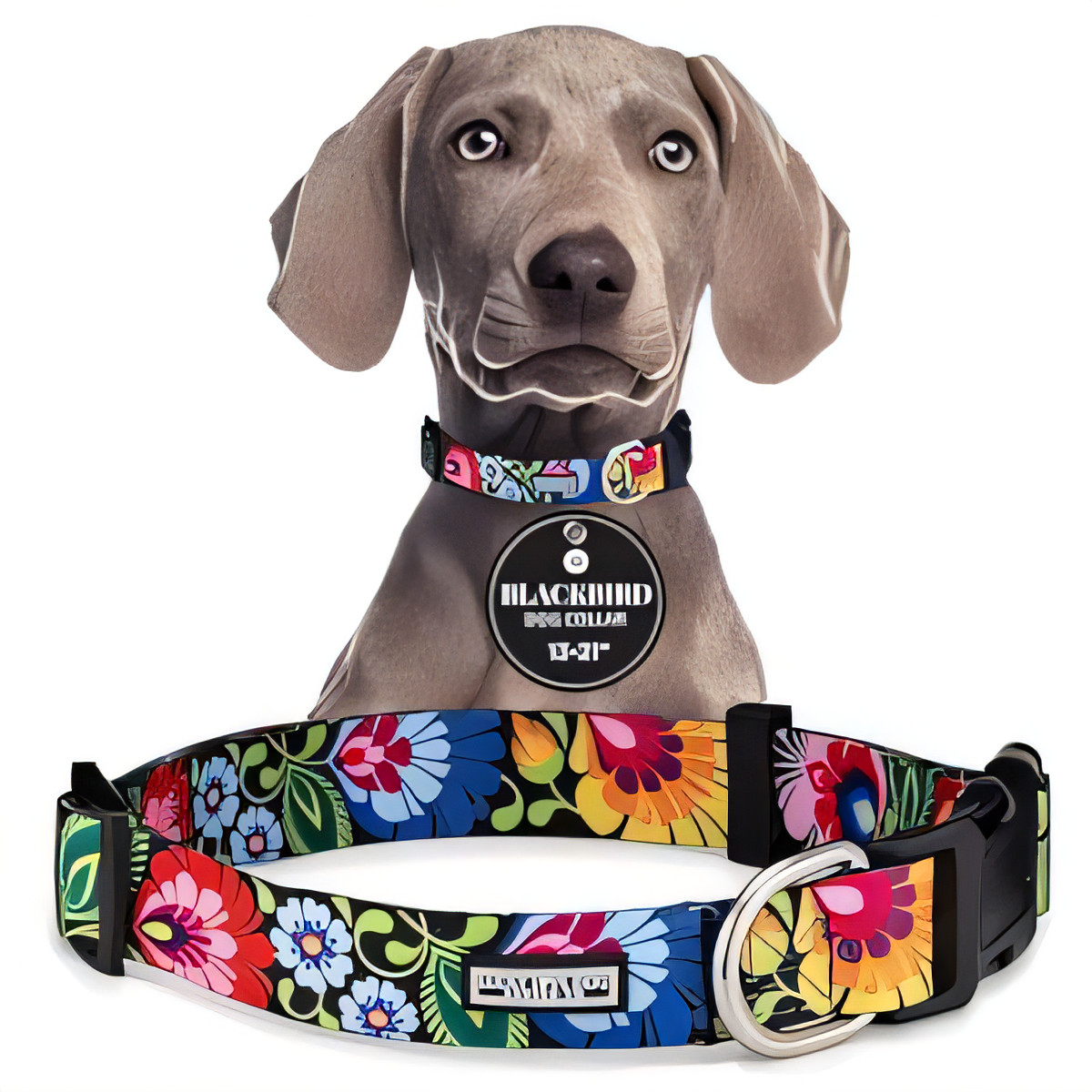 Adjustable Dog Collar - Blackbird Medium-image-e327d841-288a-4a52-902e-04056f7924a8-92230