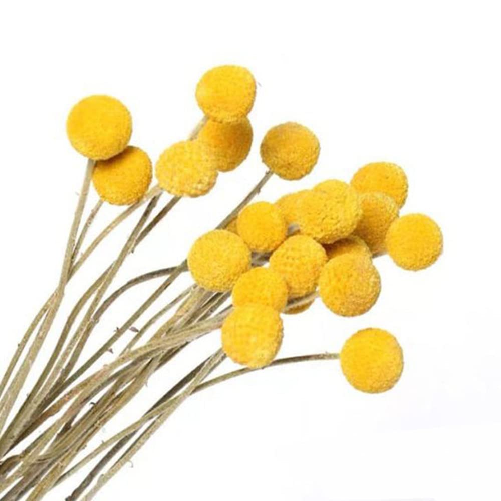 20Pcs Natural Dried Yellow Billy Balls Bouquet for DIY, Weddings, Home & Office Décor-image-f461375d-ee8b-46ea-aecb-fee9380dbce5-72334